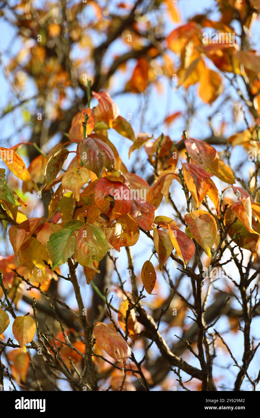 Cielo azzurro e foglie autunnali di prugne Foto Stock