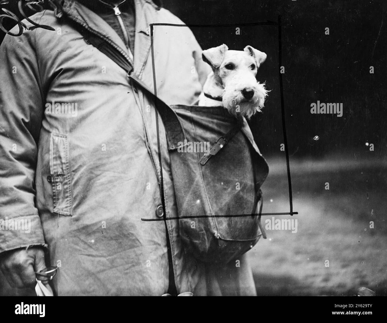 Dame Replica - una Fox-terrier a pelo metallico di classe campionato, fa un giro a 1948 dalla sicurezza del suo armatore mentre arriva al London Fox Terrier Club's Ltd New Year show, tenuto per la prima volta nella Drill Hall, Adam ed Eve Mews Kensington. La Dame è di proprietà del signor Kiesikoms di Ipswich. Gennaio 1948 Foto Stock