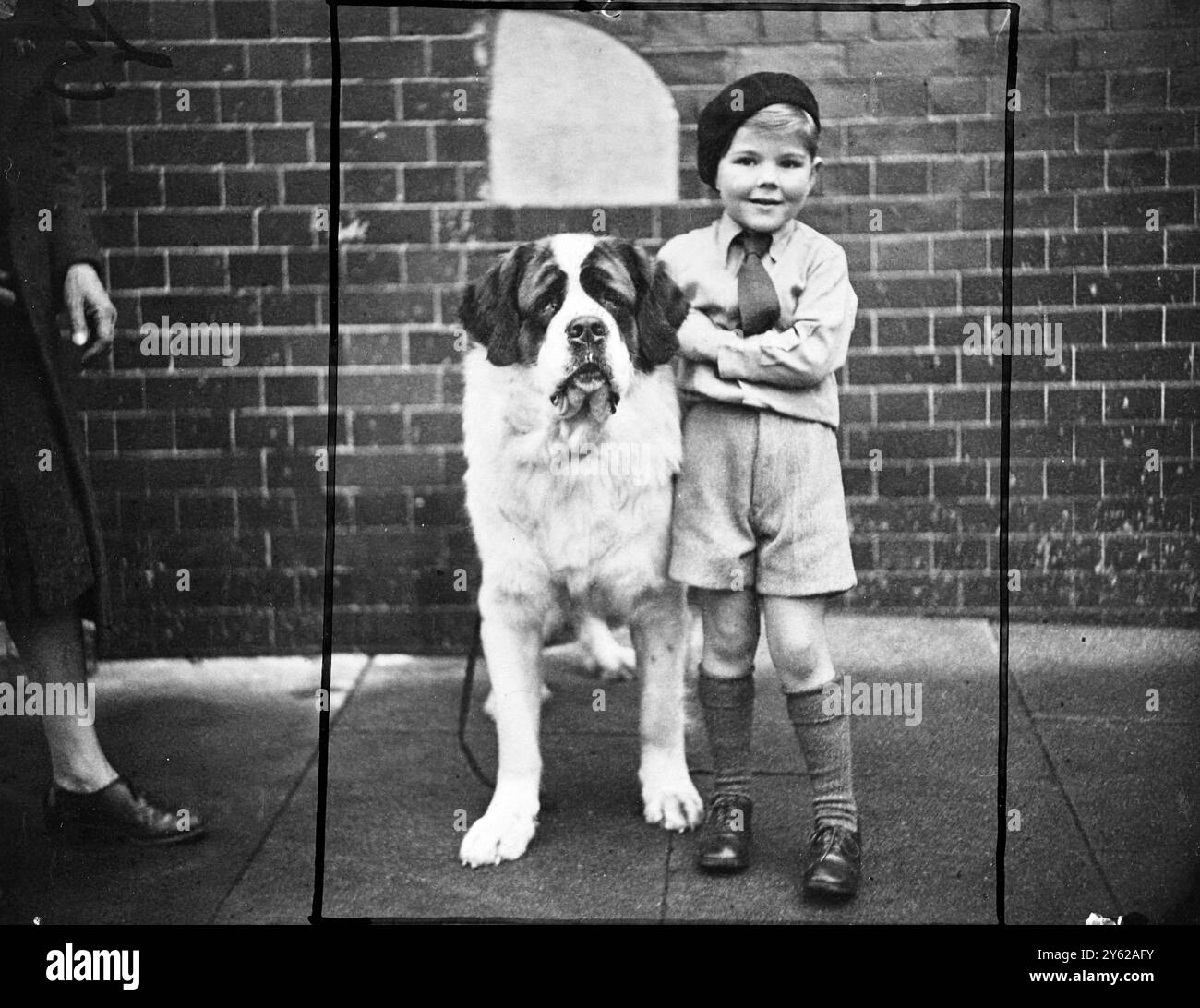 Il cardinale Coppleydene un magnifico San Bernardo mostrato all'odierno Knightsbridge Kennel Association Show, tenutosi oggi ai Lime Grove Baths, Shepherd's Bush, aveva un tutore, non molto più grande di lui, in Alan Bach di tre anni. La signorina I. Lush, di Rickmansworth, Herts, e' la proprietaria del cane. 17 dicembre 1947 Foto Stock