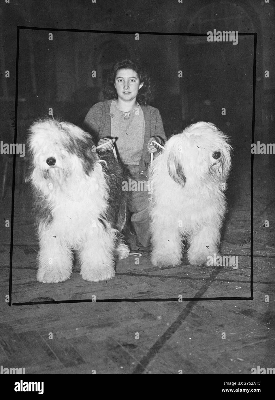 Sorridente Miss Margaret Leeming, è sorvegliata da due "Old English Gentlemen", mentre posa con Pastelblue Turetta e Pastelblue Sir John, due delle voci di Miss I. Webster all'odierna Old English Sheep Dog Club Show al Trinity Hall, Great Portland Street. La signorina Leeming è cameriera per la signorina Webster. 20 dicembre 1947 Foto Stock