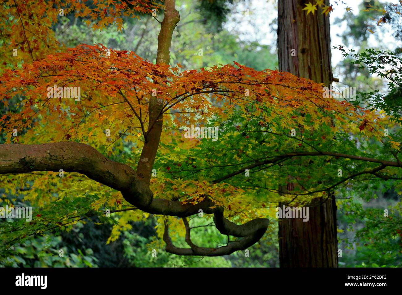 Le foglie d'acero iniziano a cambiare colore in autunno Foto Stock