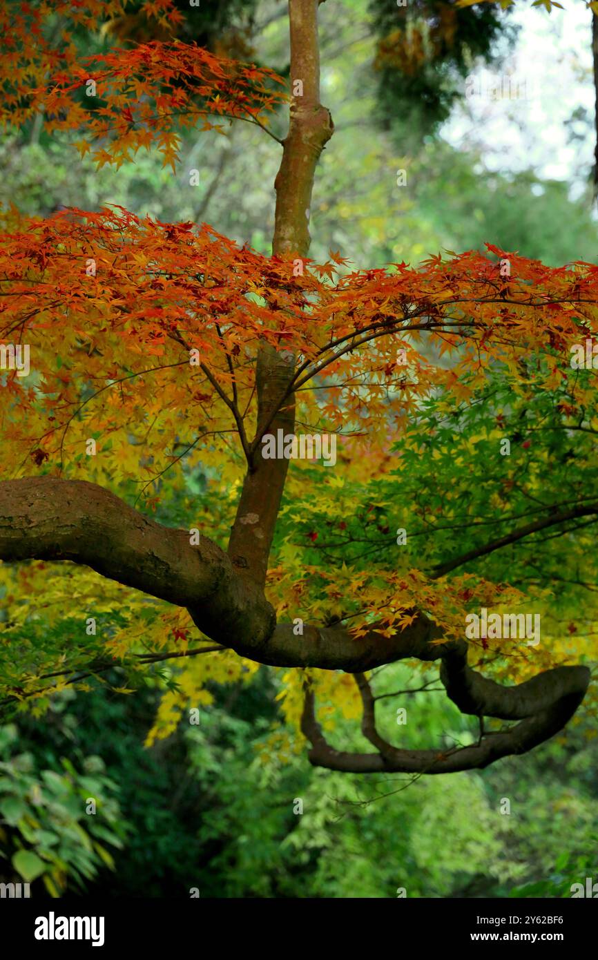 Le foglie d'acero iniziano a cambiare colore in autunno Foto Stock