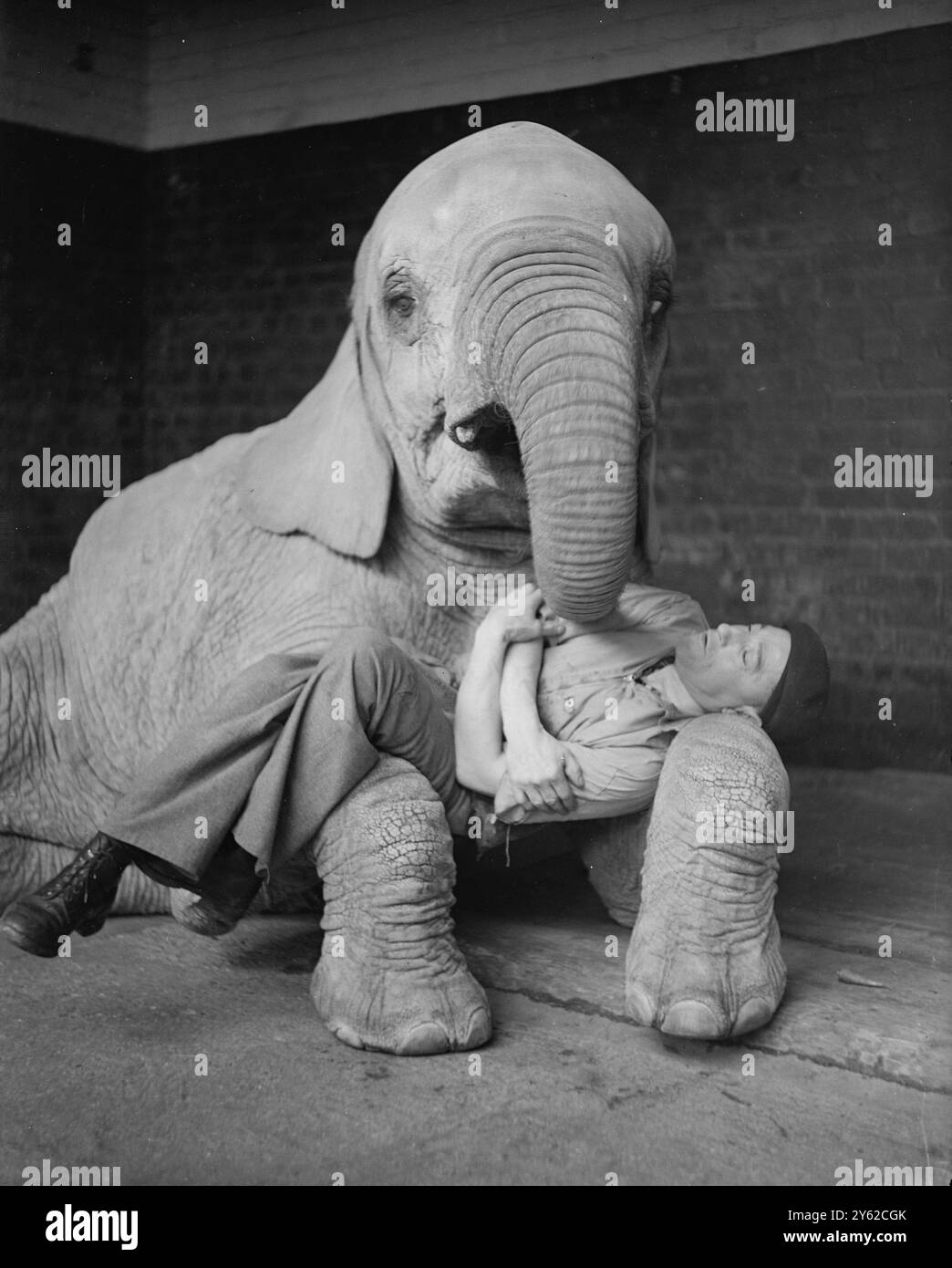 Il guardiano dello zoo Buck Jones riposa sulle gambe anteriori dell'elefante toro africano "Dicksi". Zoo di Londra 9 febbraio 1948 Foto Stock