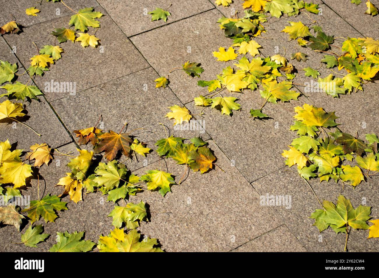 Un mucchio di foglie autunnali si stende delicatamente sulla superficie del terreno Foto Stock