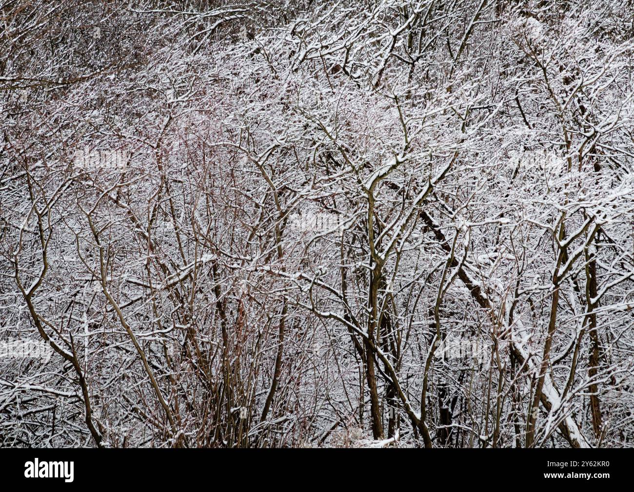 La foresta è cosparsa di neve fresca, Hammel Woods Forest Preserve, Will County, Illinois Foto Stock