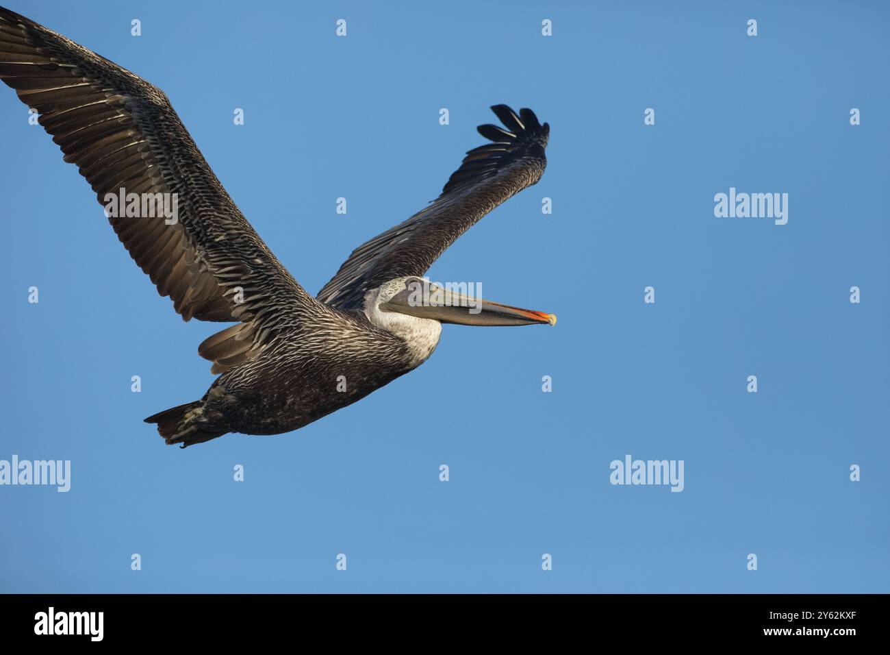 Brown Pelican, un grande uccello marino con una borsa alla gola, vola in volo attraverso il cielo blu alla Bolsa Chica Reserve di Huntington Beach, California Foto Stock
