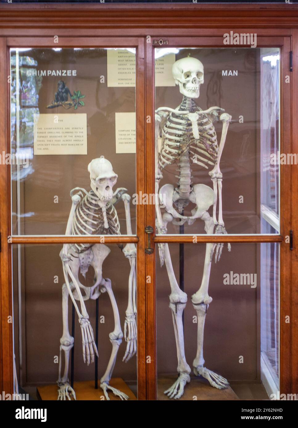 Wagner Free Institute of Science nel nord di Philadelphia, Pennsylvania Foto Stock