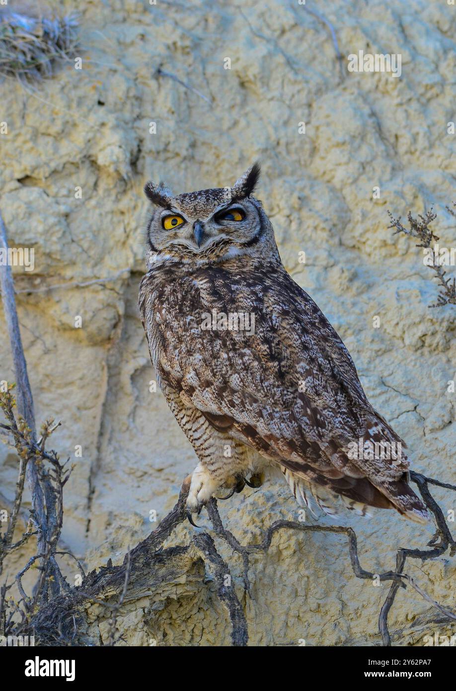 Gufo cornuto, bubo virginianus nacurutu, Penisola Valdes, Patagonia, Argentina. Foto Stock