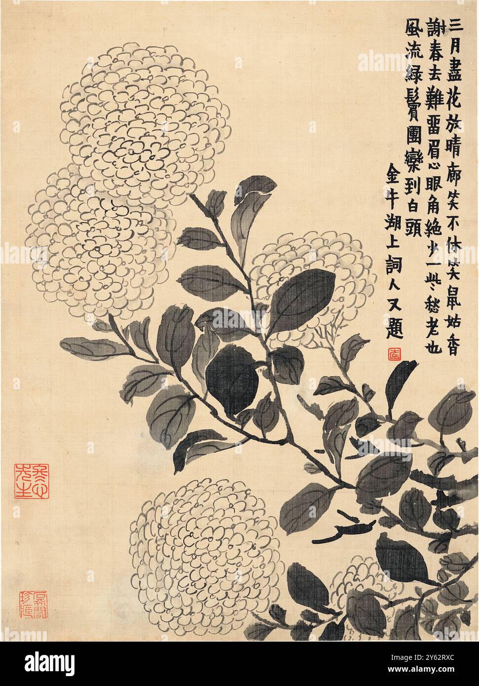 Crisantemi del pittore e calligrafo cinese Jin Nong (金农) (1687-1763). Questo inchiostro su opere d'arte su carta fa parte di una raccolta di 8 studi che fondono poesia, pittura e calligrafia. Foto Stock