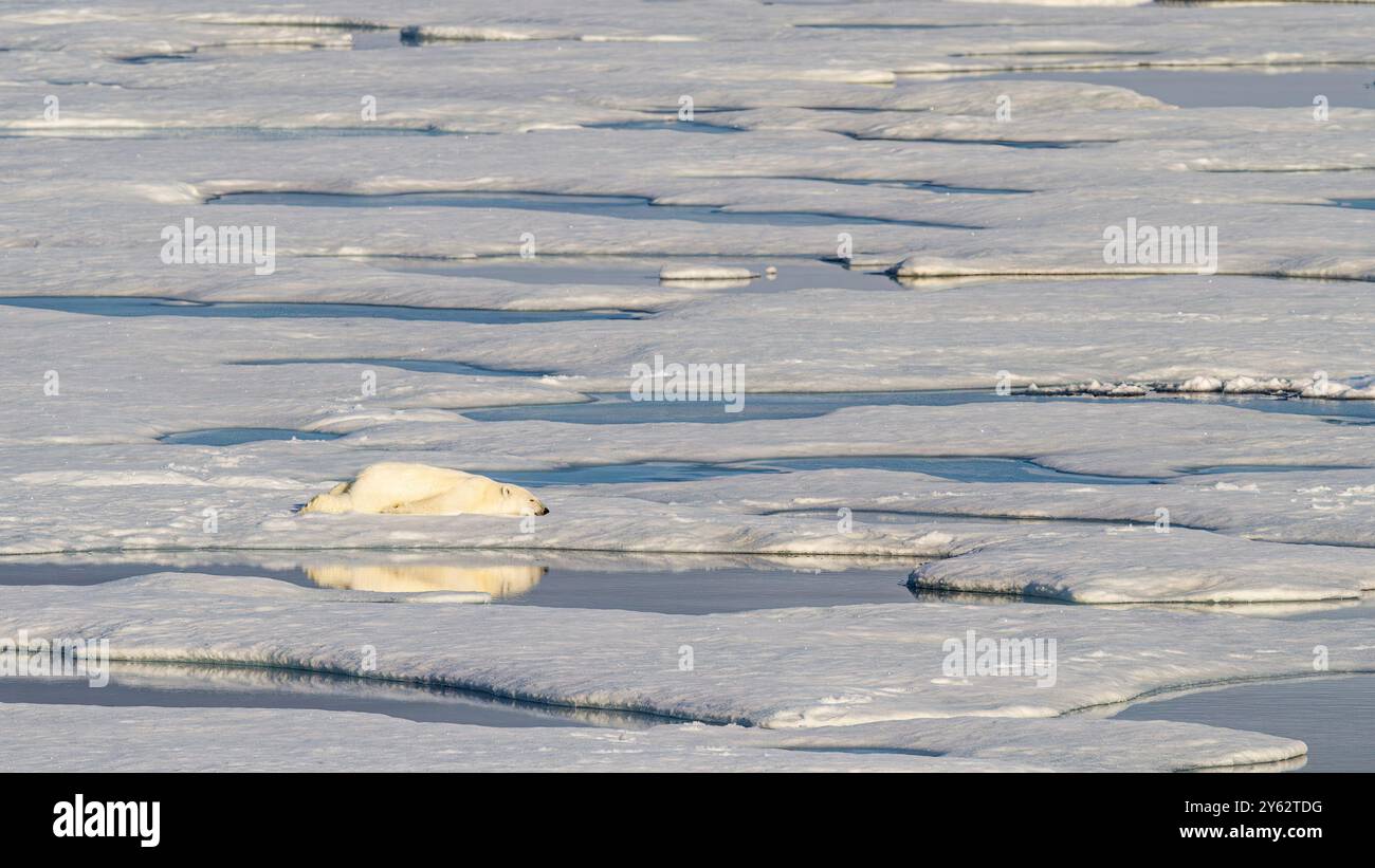 Un orso polare adulto (Ursus maritimus) che pulisce la pelliccia nella neve fresca su una pista di ghiaccio nell'arcipelago delle Svalbard, Norvegia. Foto Stock