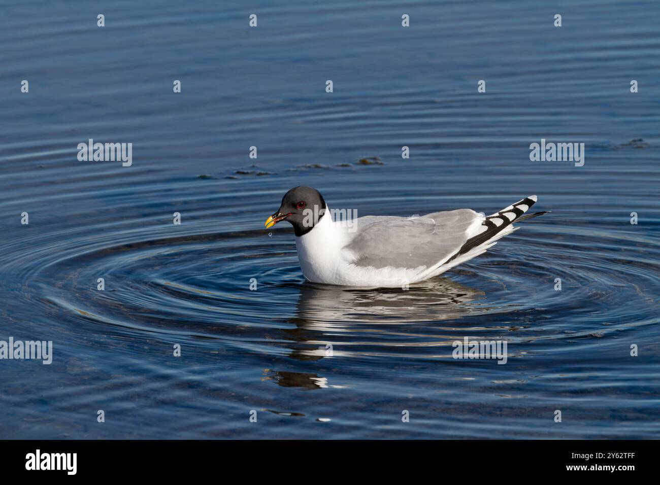 Un gabbiano di Sabine adulto (Xema sabini) in una piscina di acqua sciolta nell'arcipelago delle Svalbard, Norvegia. Foto Stock