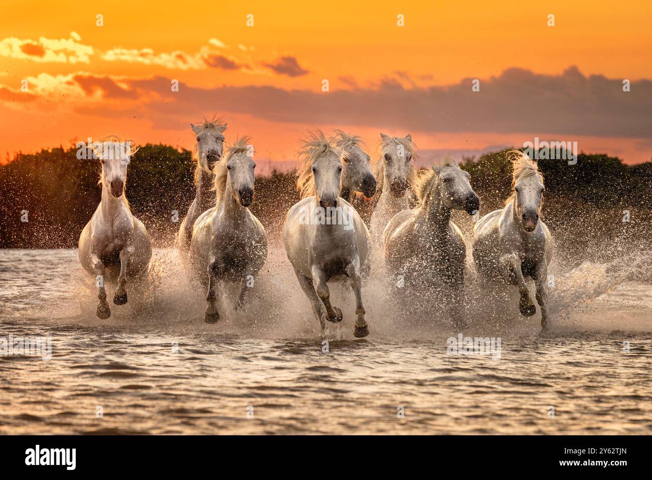 Cavalli della Camargue che corrono nelle zone umide del Rhône al tramonto, vicino ad Aigues-Mortes, costa del Mediterraneo occidentale, nel sud della Francia Foto Stock