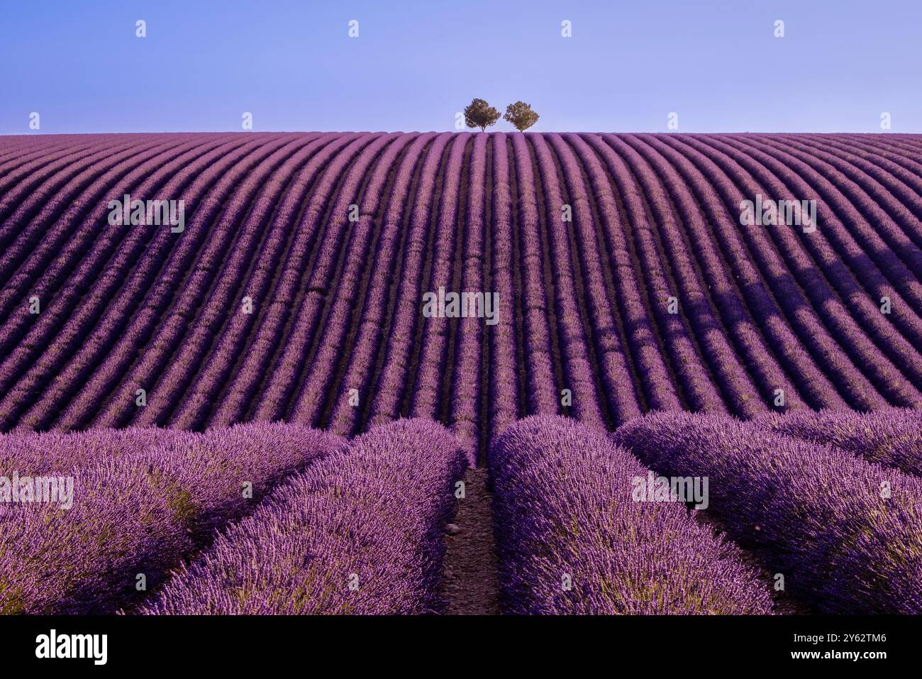 Campi di lavanda ondulati sul Plateau de Valensole, regione della Provenza, Francia meridionale Foto Stock