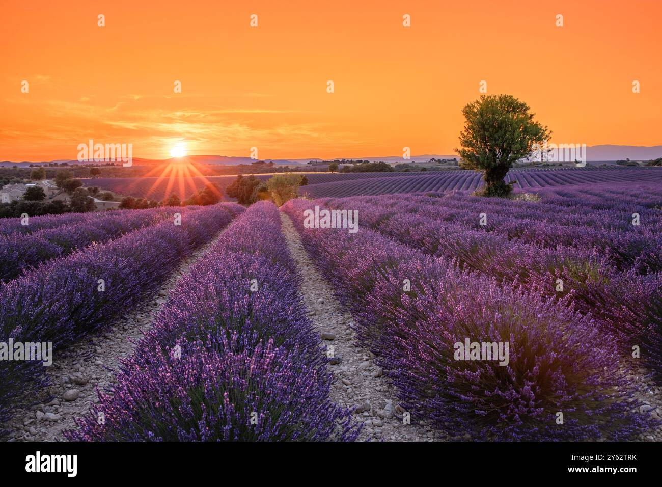 Tramonto sui campi di lavanda vicino a Valensole, regione della Provenza, sud della Francia Foto Stock
