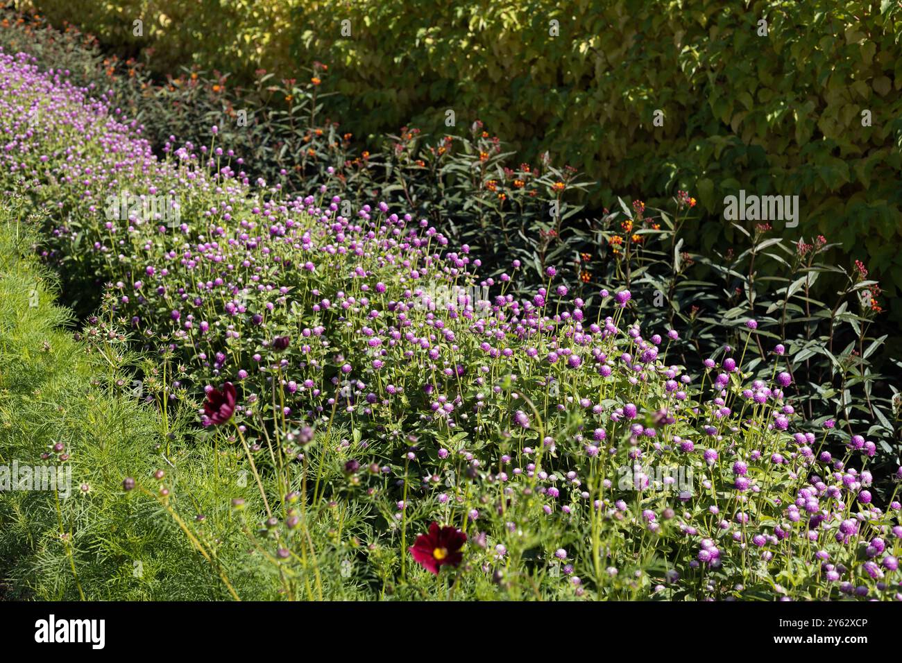 Fiori di amaranto globo - Gomphrena globosa - che crescono tra gli altri fiori in un giardino. Foto Stock