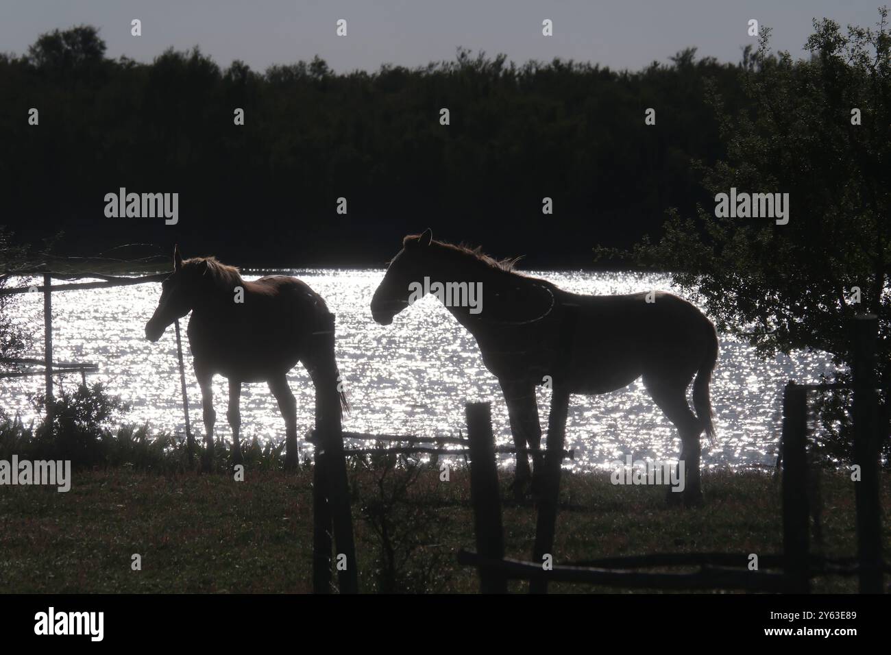 Siviglia, 04/10/2024. Visita il Parco Nazionale di Doñana con il suo direttore Juan Pedro Castellanos per vedere il recupero delle zone umide dopo le ultime piogge. Foto: JM Serrano. SEGN. ARCHSEV. Crediti: Album / Archivo ABC / Juan Manuel Serrano Becerra Foto Stock