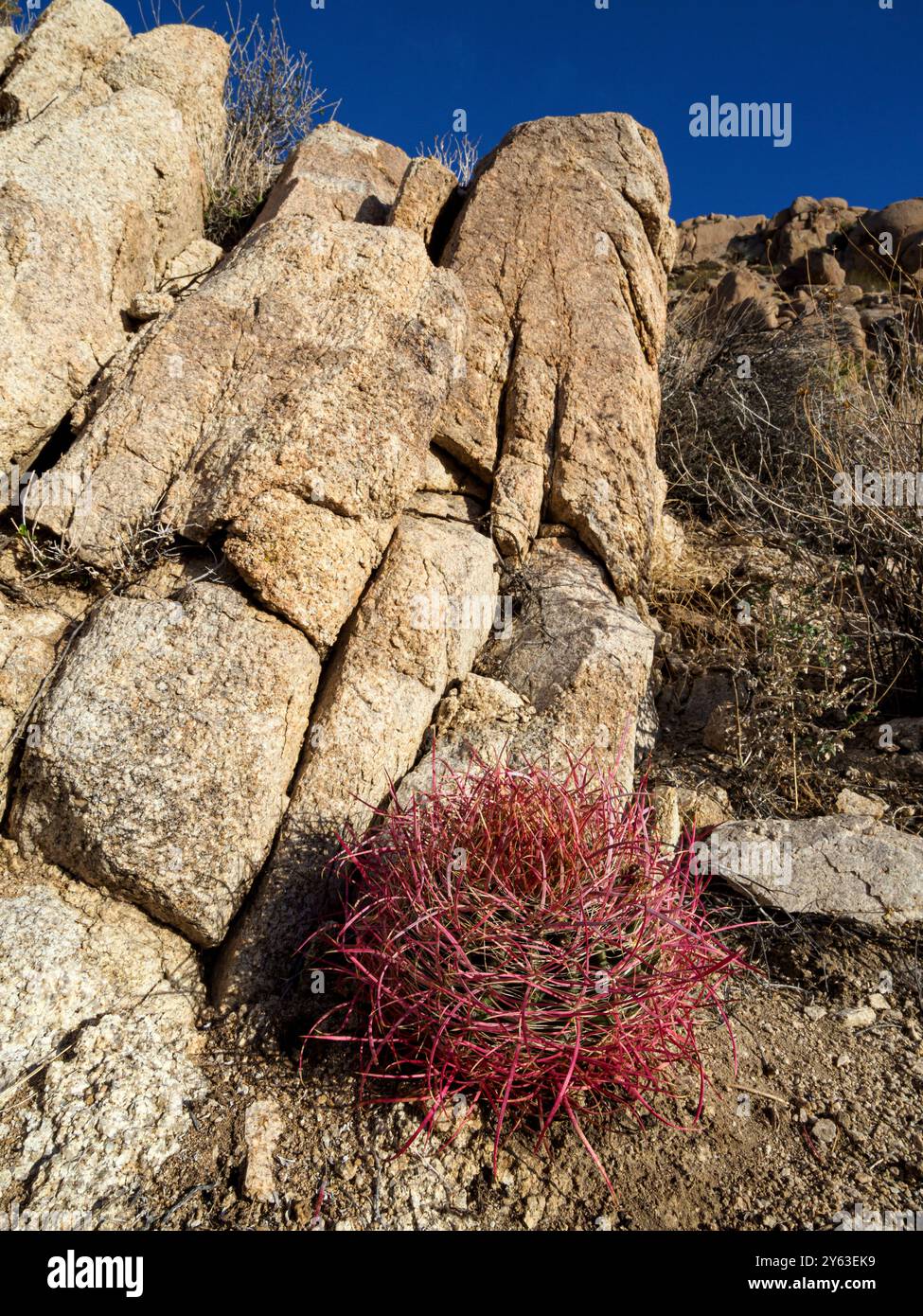 Un cactus della California, Ferocactus cylindraceus, nel Joshua Tree National Park, California, USA. Foto Stock