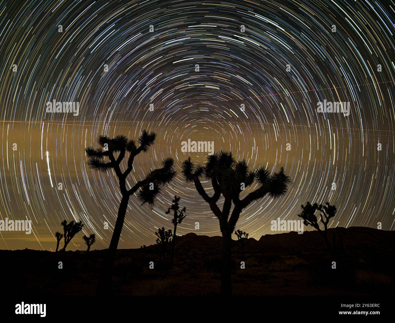 Joshua Trees, Yucca brevifolia, sentieri sotto le stelle nel Joshua Tree National Park, California, USA. Foto Stock