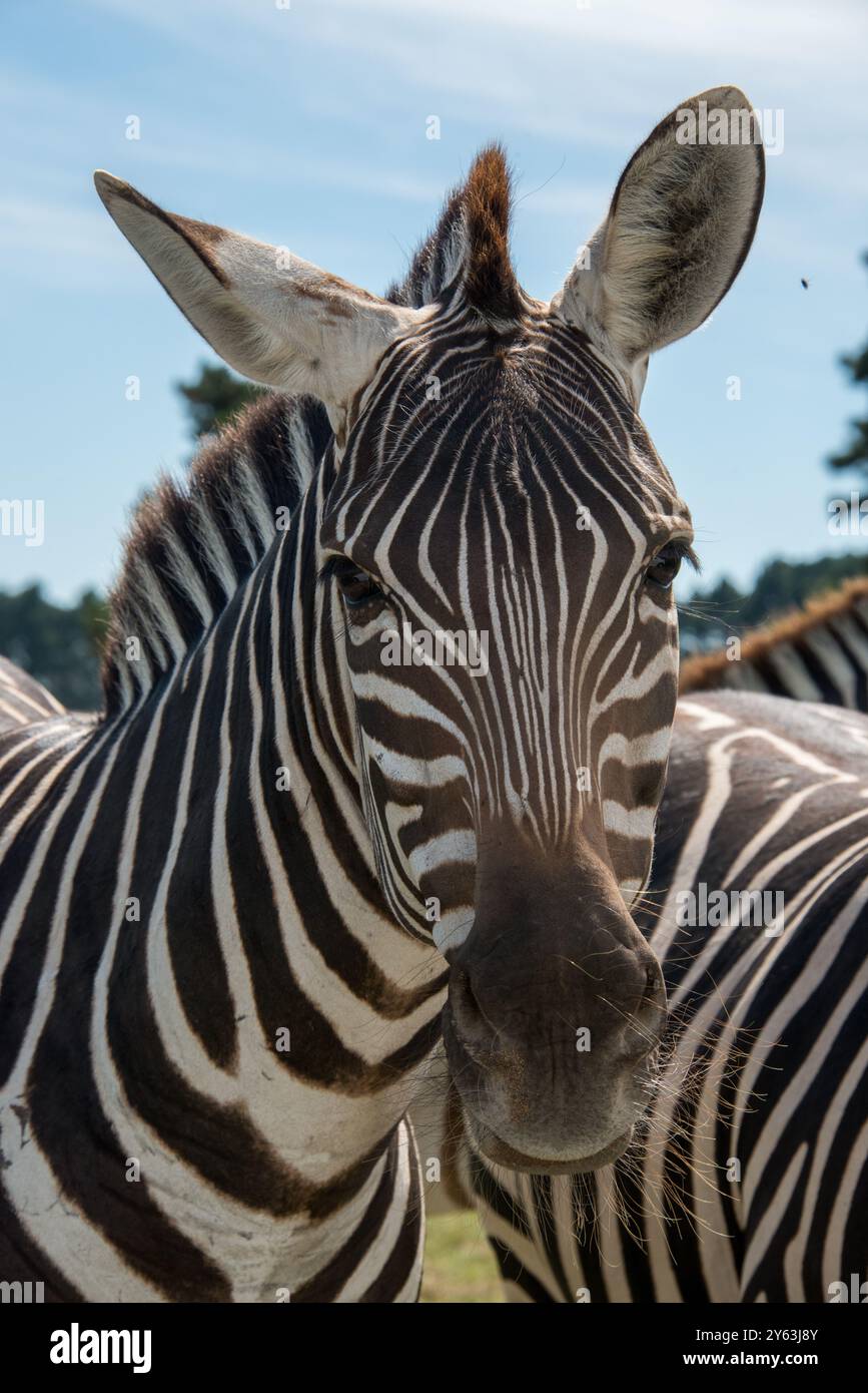 Close-up di una zebra Foto Stock