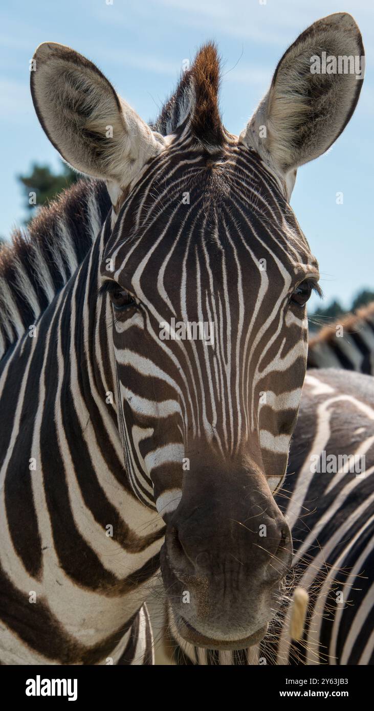 Close-up di una zebra Foto Stock