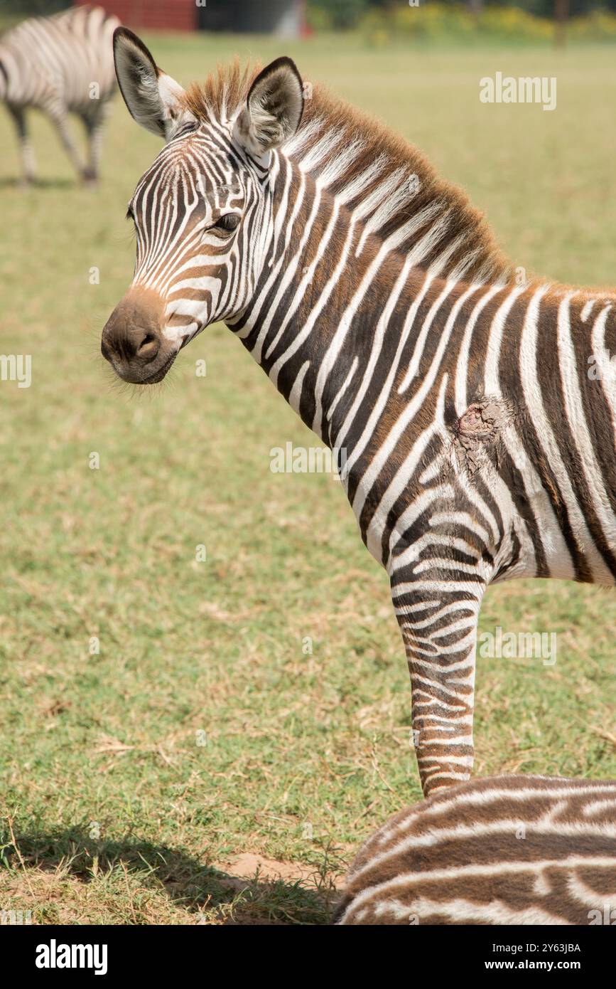 Primo piano di una giovane Zebra Foto Stock