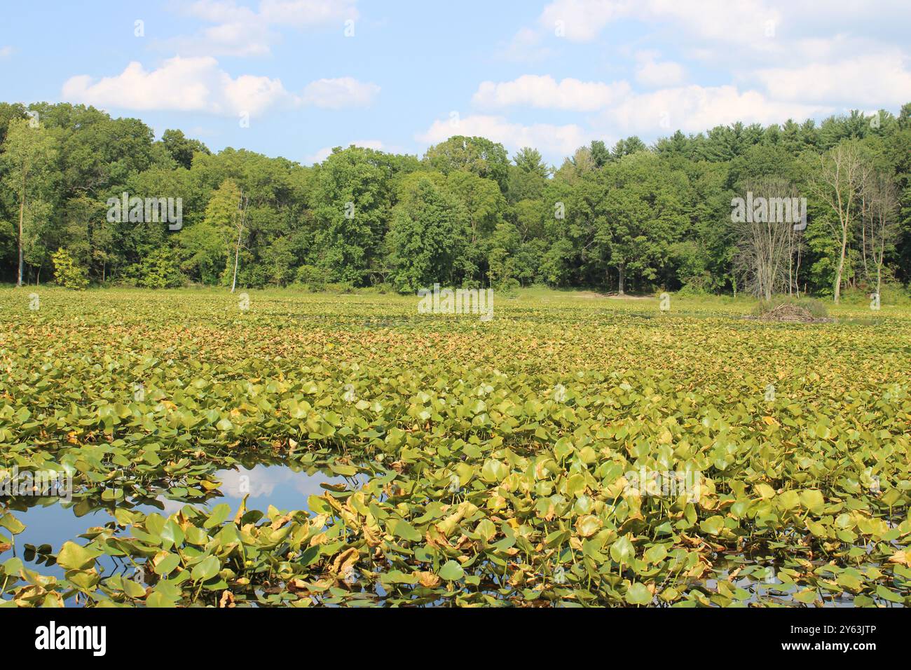 I Lily Pads dominano uno stagno a Three Rivers, Michigan Foto Stock