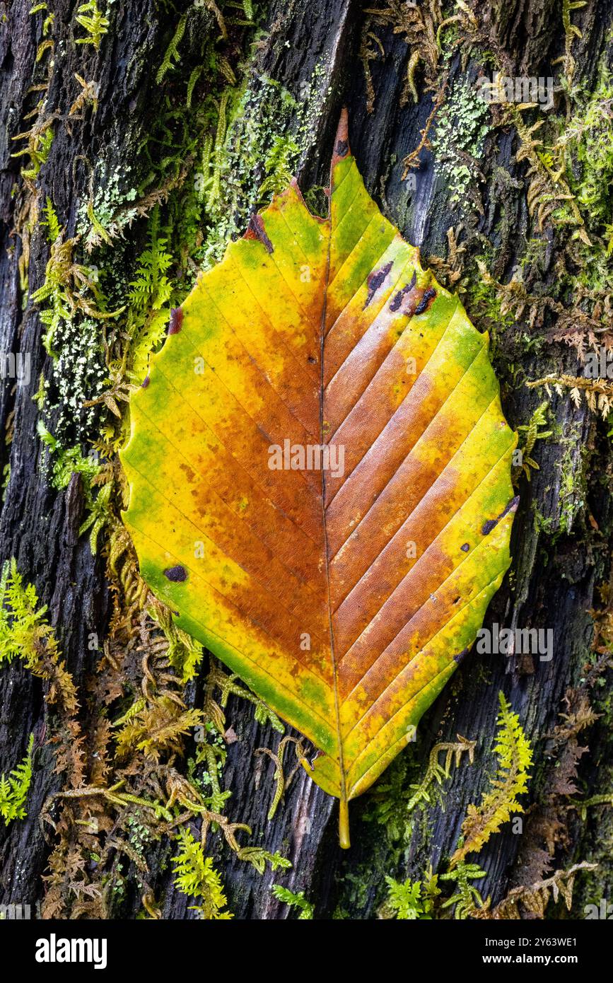 Foglie autunnali colorate - Pisgah National Forest, Brevard, North Carolina, Stati Uniti Foto Stock