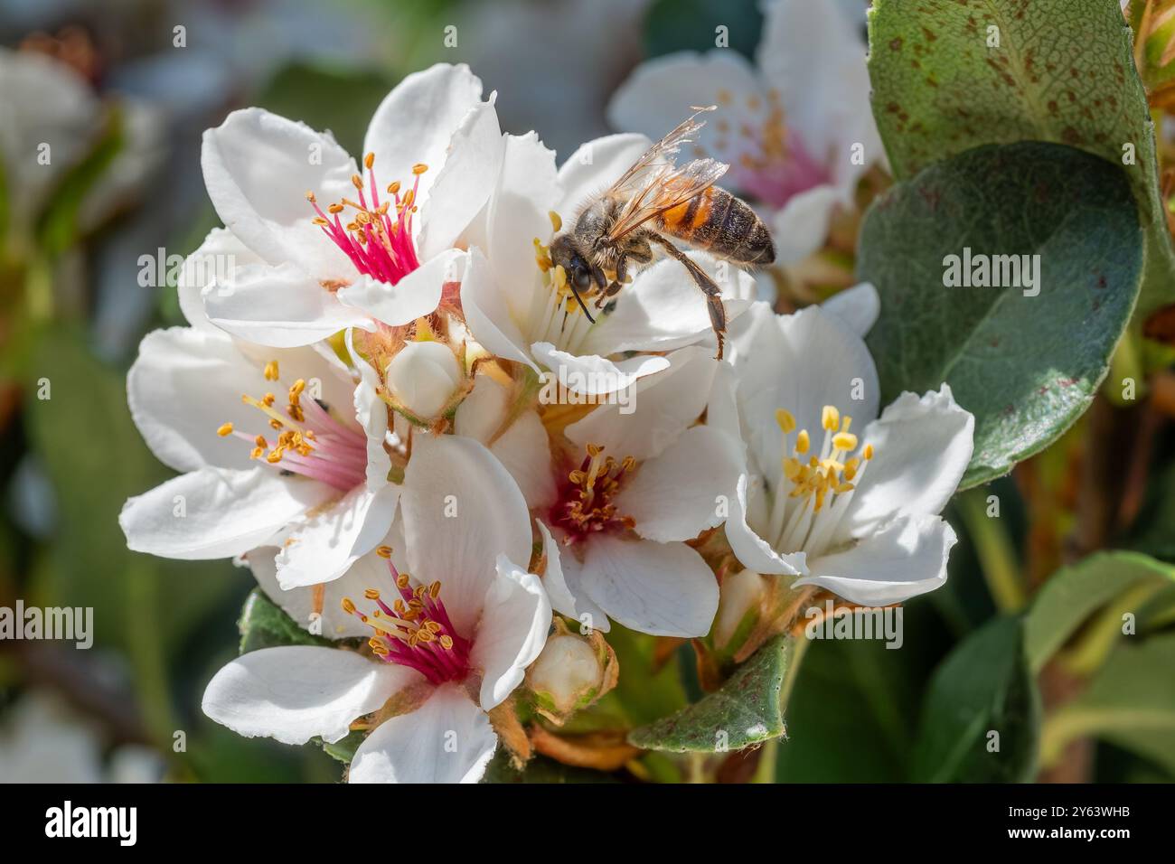 Un'ape che raccoglie polline su un fiore di biancospino indiano (Rhaphiolepis indica) a Perth, Australia Occidentale. Foto Stock