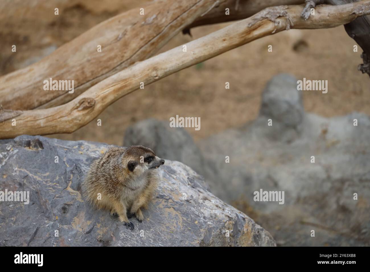 Un meerkat seduto su una roccia, circondato da elementi naturali come legno e pietre. Il meerkat ha un'espressione curiosa, guardando da un lato, con Foto Stock