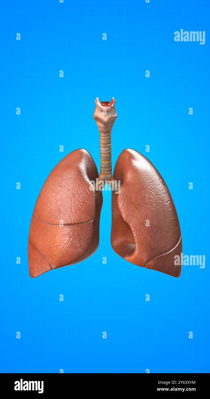 Organo interno umano dei polmoni Foto Stock