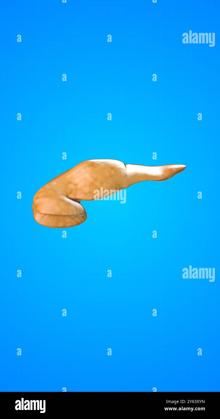 Organo interno umano del pancreas Foto Stock