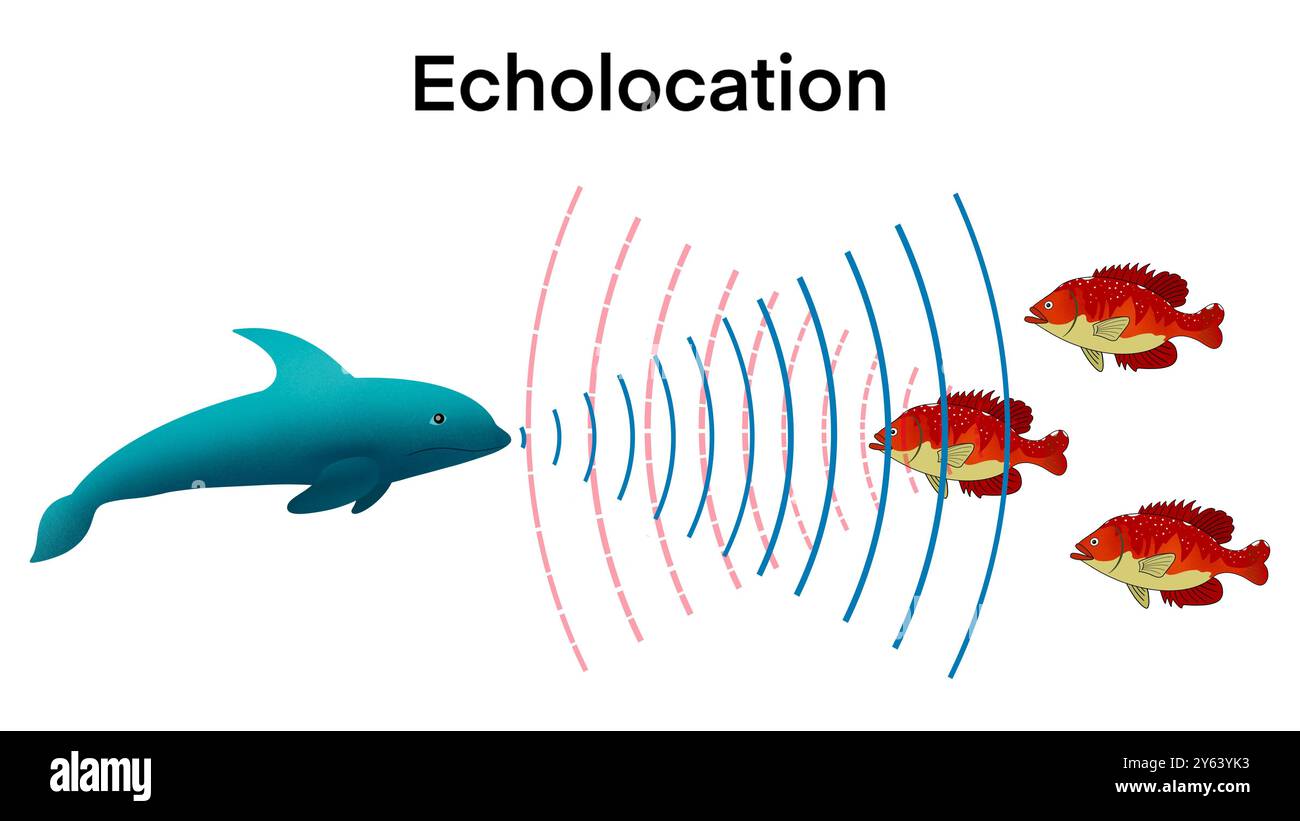 Ecolocalizzazione nei delfini, i delfini cacciano le loro prede emettendo suoni acuti e ascoltando gli echi, il suono Bio sonar rileva oggetti individua misura Foto Stock