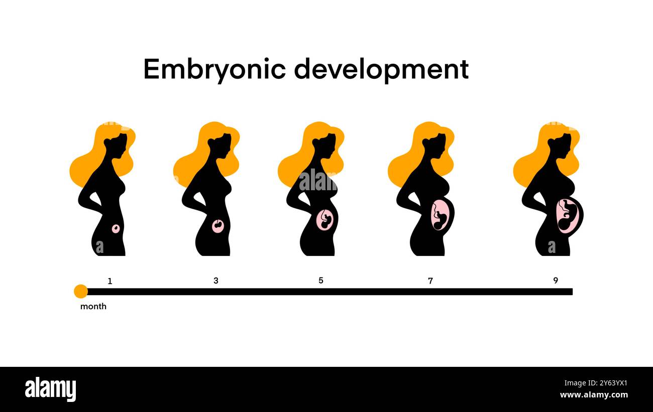 Donna incinta, feto all'interno dell'utero, pancia della donna incinta all'interno, maternità, sviluppo embrionale, ciclo del feto da 1 a 9 mesi alla nascita, fase Foto Stock