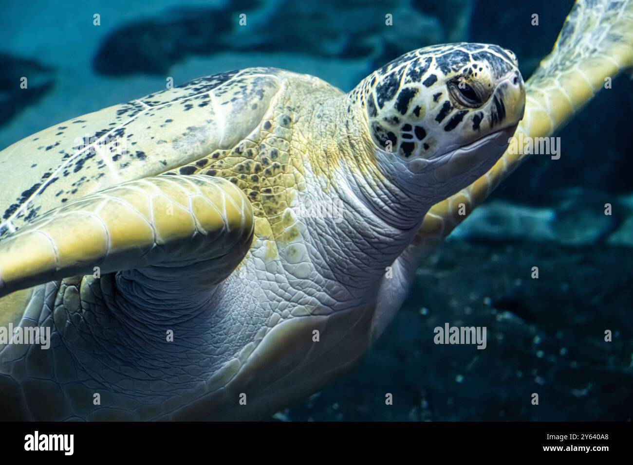 Tartaruga Verde (Chelonia Mydas) presso il Georgia Aquarium nel centro di Atlanta, Georgia. (USA) Foto Stock