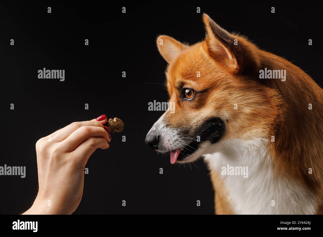 Una persona che dà da mangiare a un cane marrone e bianco su uno sfondo scuro. Foto Stock