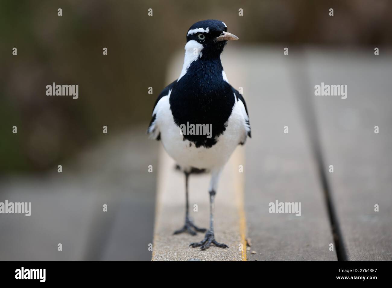 Vista frontale di un magpie-lark maschio o di un uccello peewee, camminando lungo l'impugnatura gialla antiscivolo sul gradino di un ponte in legno Foto Stock