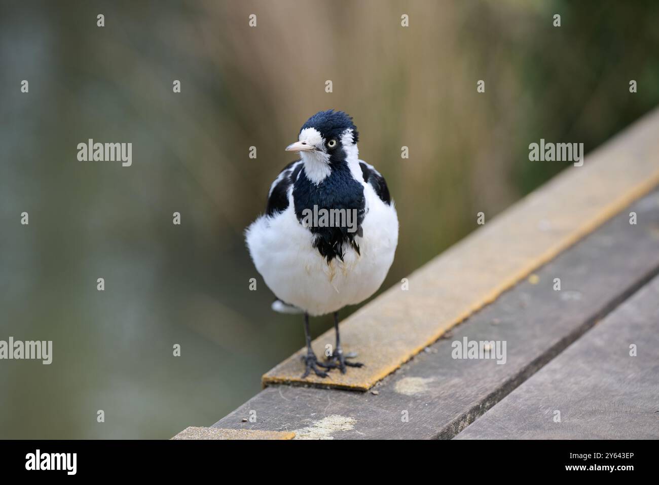 Femmina di larice magpie, o uccello peewee, in piedi in cima all'impugnatura gialla antiscivolo sul bordo del ponte in legno, accanto a un lago Foto Stock