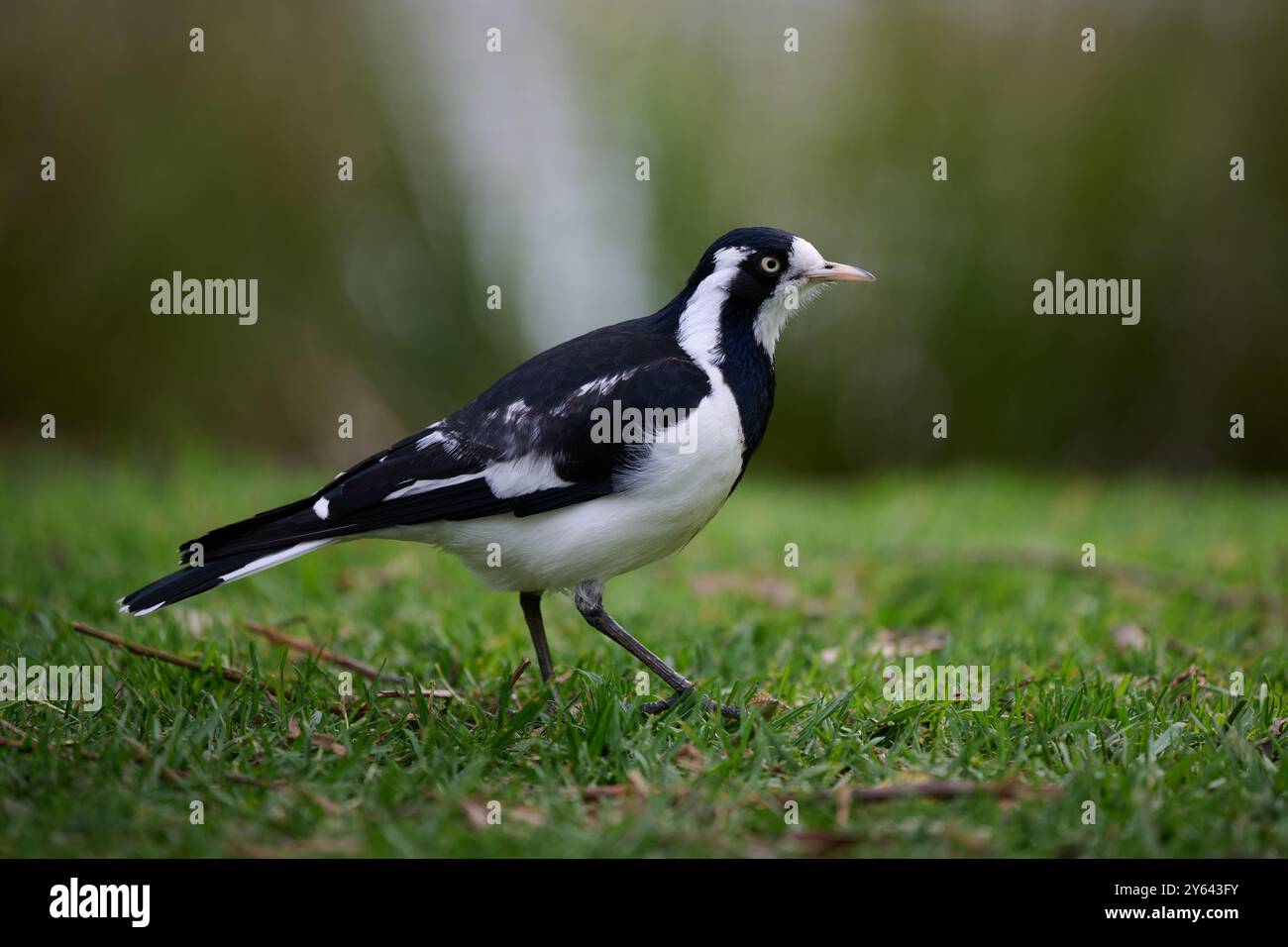 Vista laterale di una femmina magpie-lark, o uccello peewee, passeggiando lungo un'area erbosa in un parco Foto Stock