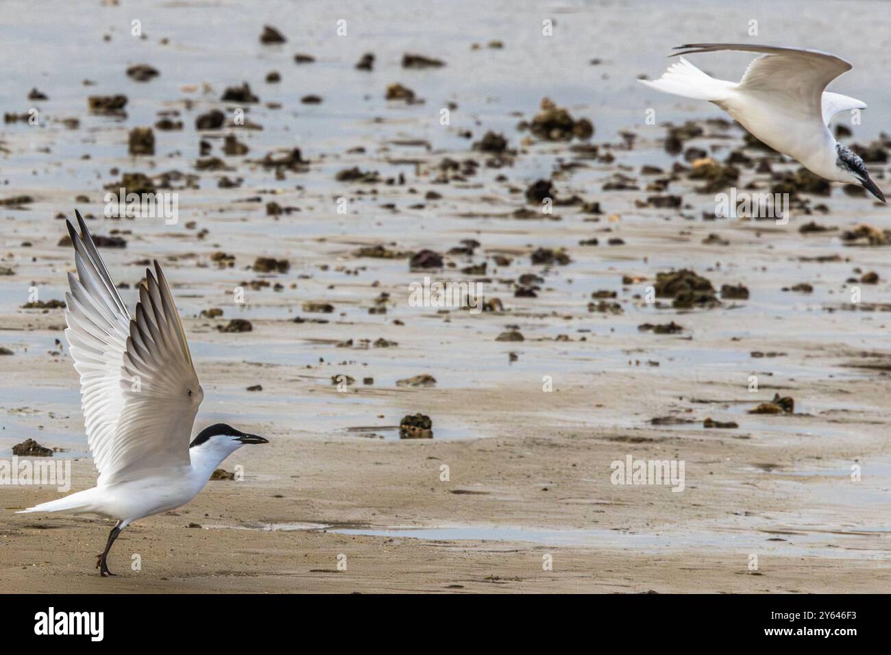 Un paio di Tern Australiani in cerca di cibo su una spiaggia con la bassa marea Foto Stock