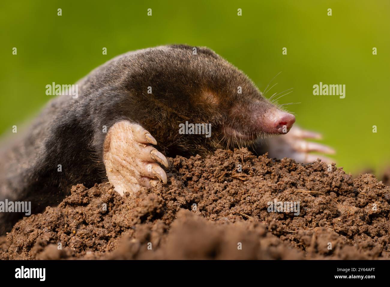 Talpa in cima alla collina di Soil Foto Stock