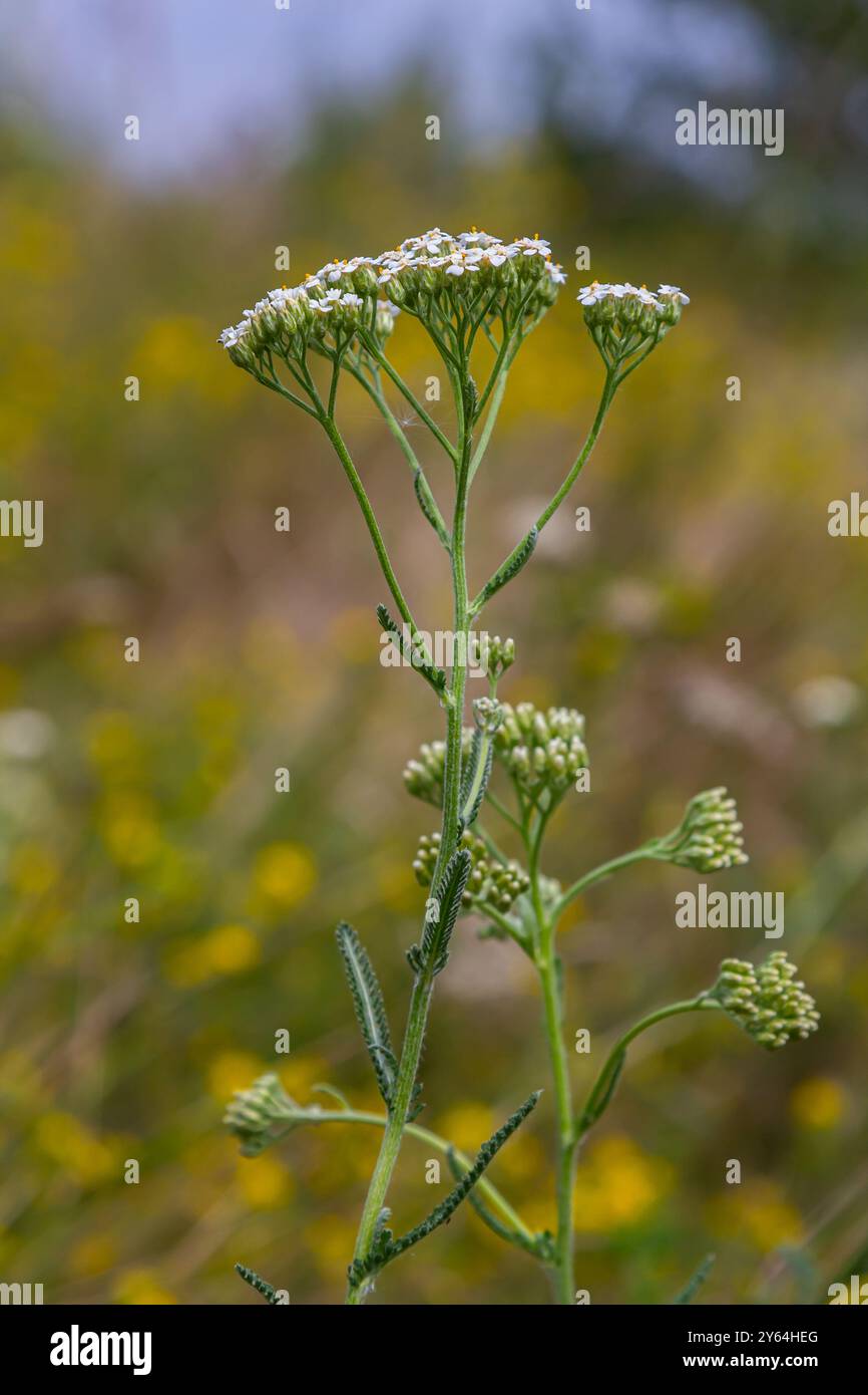 Freccia comune achillea millefolium con Tachina fera mosca. Foto Stock