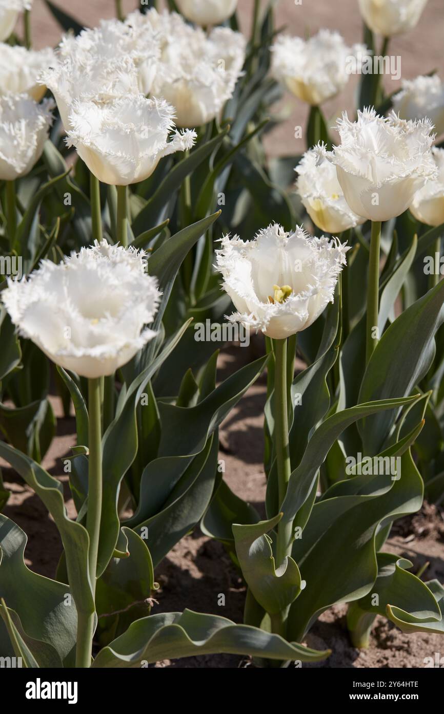 Tulip Honey Moon fiori con frange bianche e campo alla luce del sole primaverile Foto Stock
