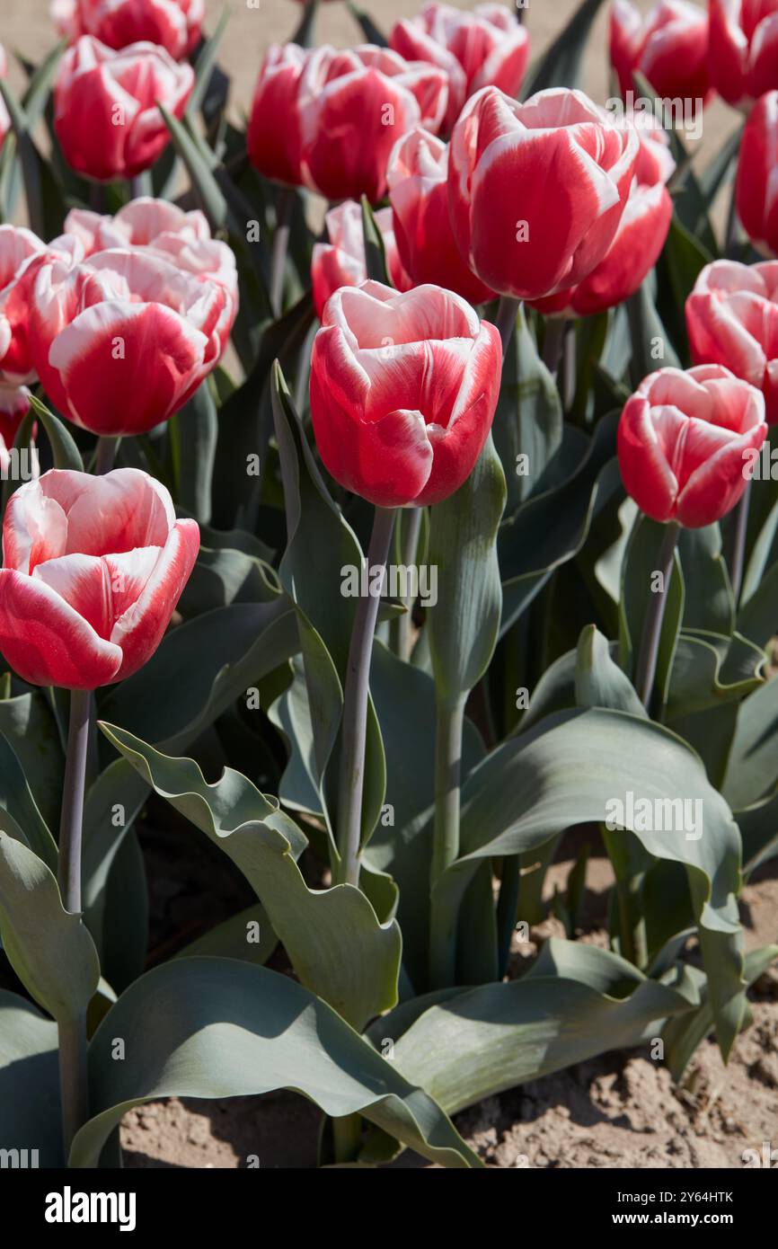 Tulip Lech Walesa, fiori rossi rosa e bianchi alla luce del sole primaverile Foto Stock