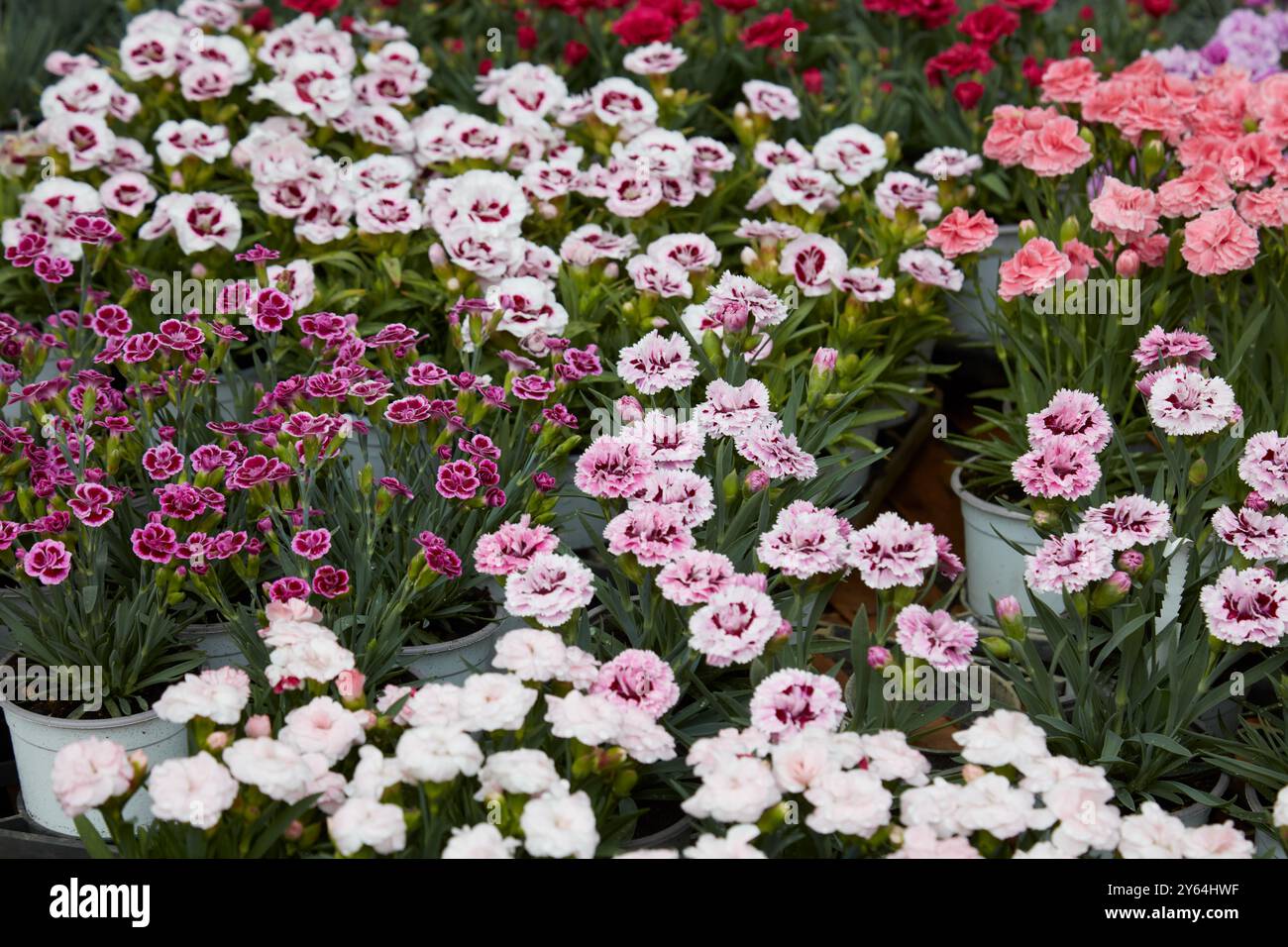 Dianthus, piante di garofano con fiori in vari colori nei vasi Foto Stock