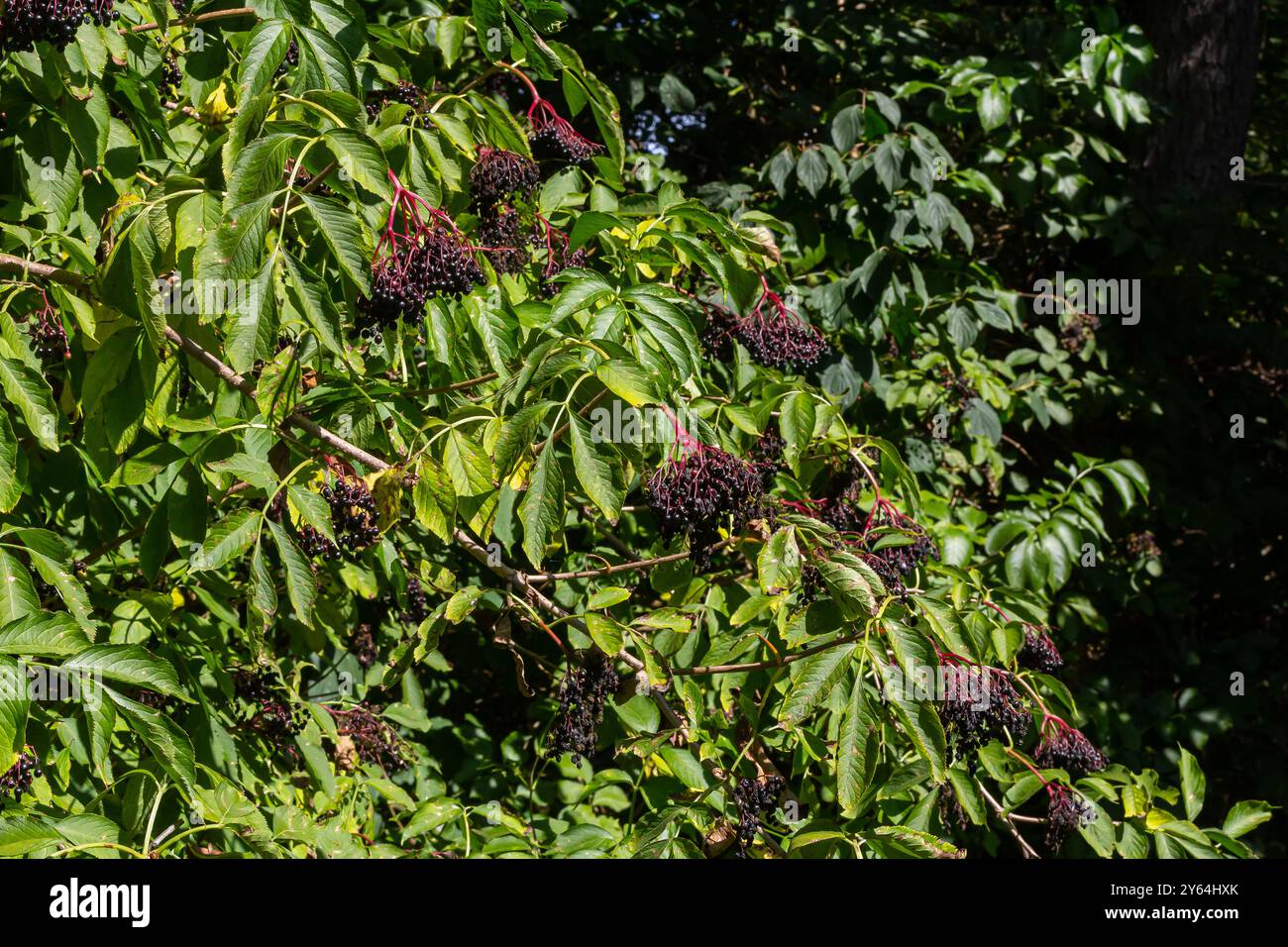 sambucus nigra, sambuco, sambuco maturo nero su rampicante. Foto Stock