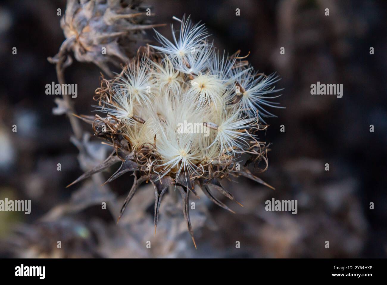 Testa di semi di cardo da latte - nome latino - Silybum marianum. Foto Stock