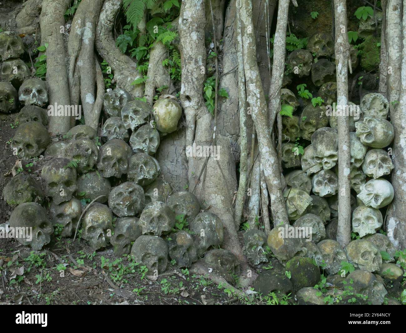 Mucchio di teschi umani modellati in pietra alle radici degli alberi. Sede; Indonesia Foto Stock