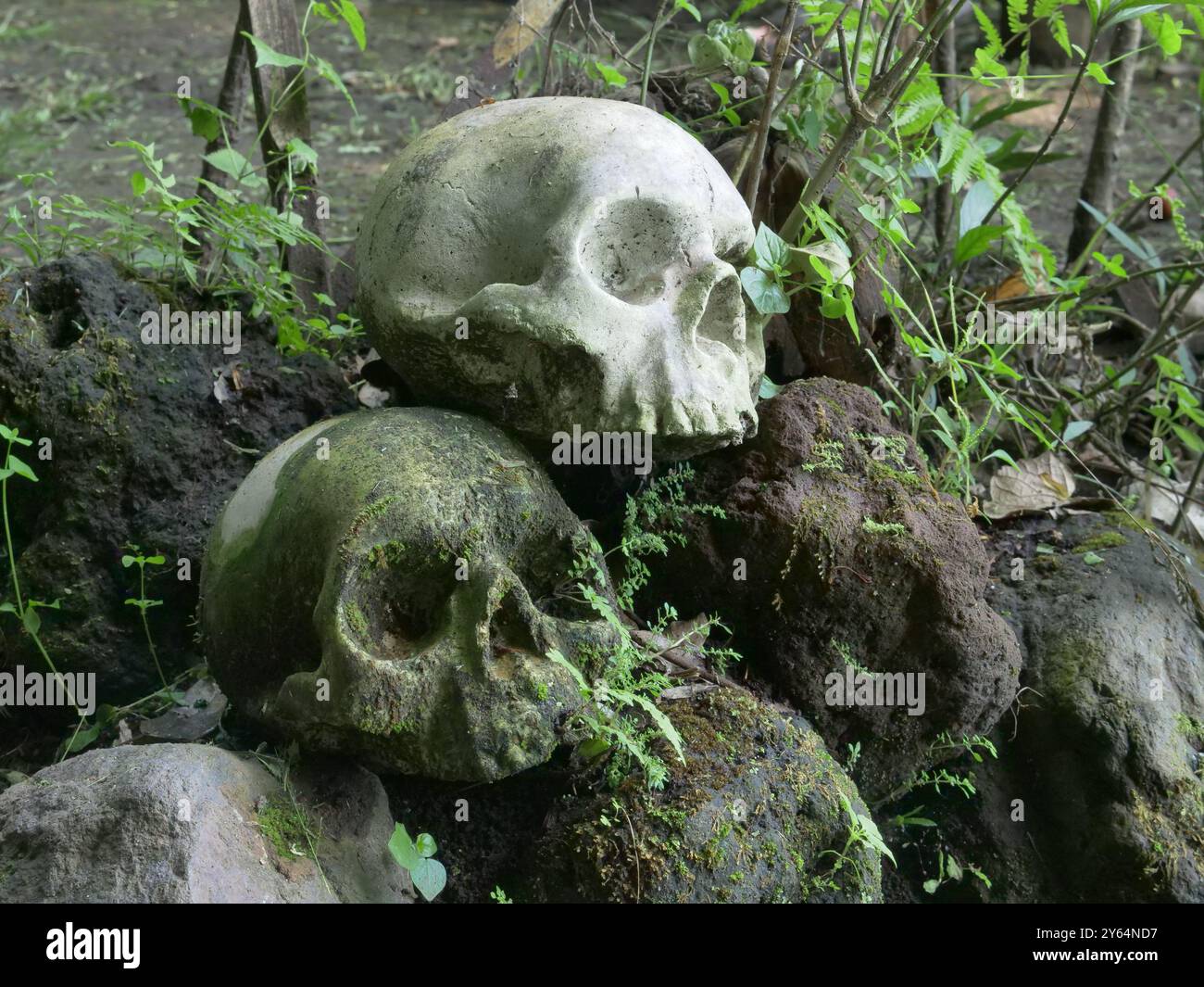 Vecchi e nuovi teschi umani modellati in pietra posizionati su rocce nel profondo della giungla. Ubicazione: Indonesia Foto Stock