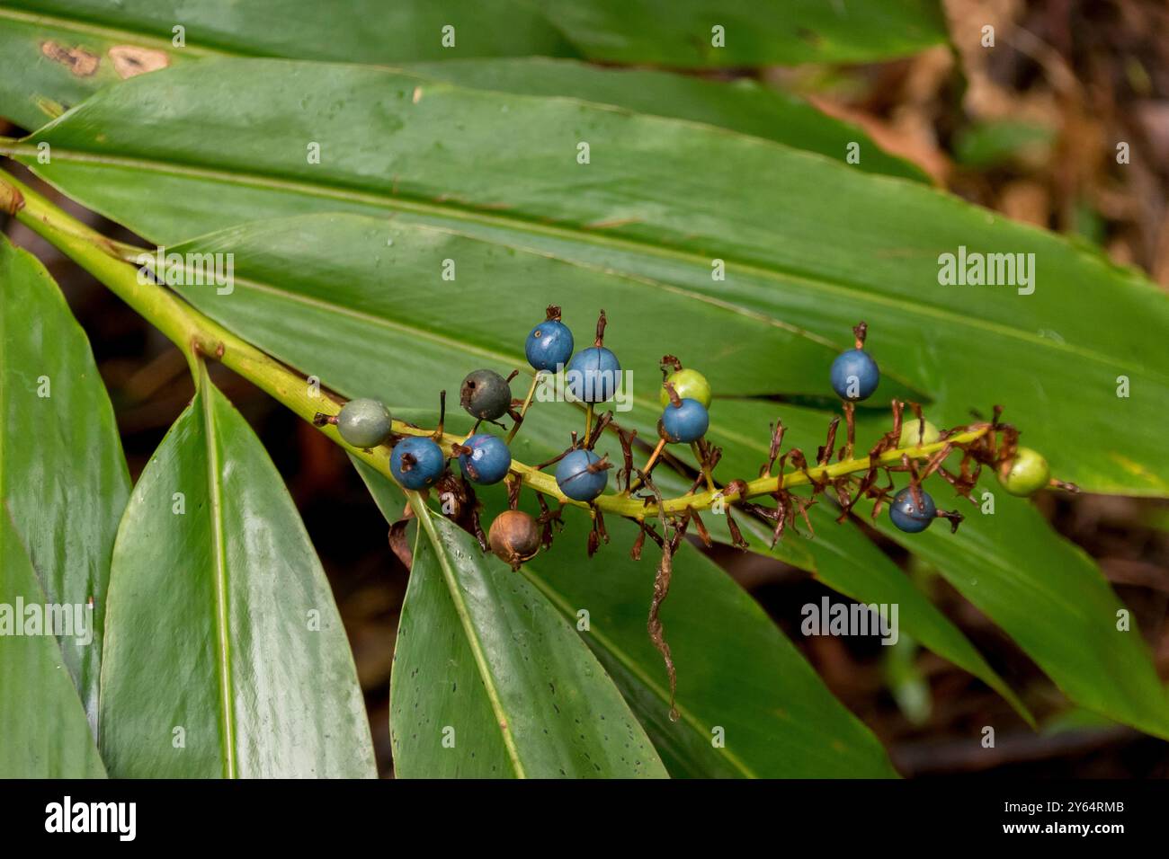 Bacche blu di zenzero nativo australiano, Alpinia caerulea che cresce nel sottobosco della foresta pluviale subtropicale nel Queensland. Bush Tucker (commestibile) Foto Stock