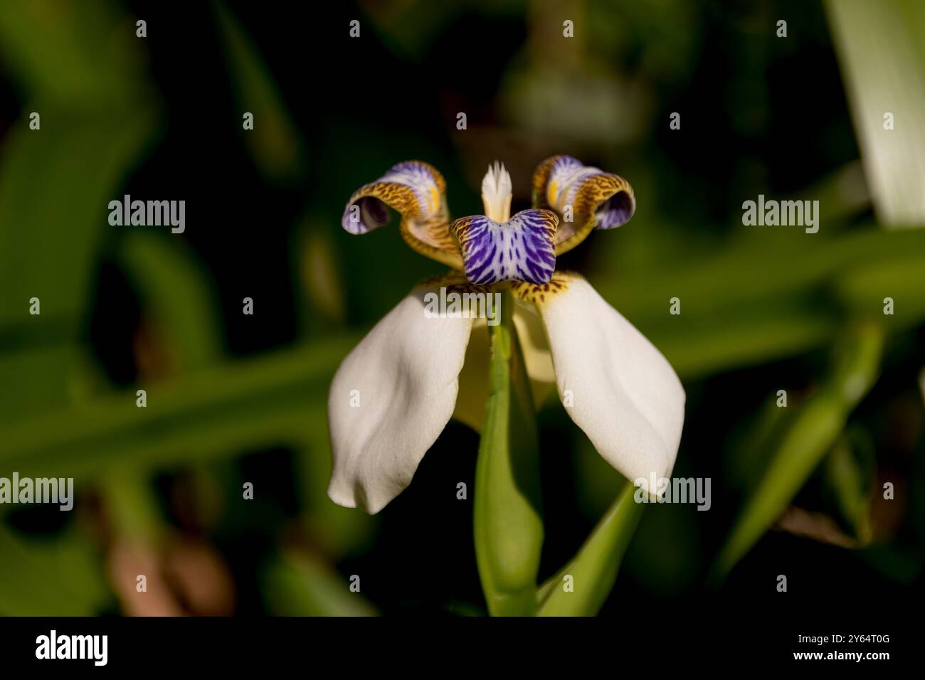 Fiori intricati di Walking Iris, neomarica gracilis, usati come copertura del giardino australiano. Nativo del Centro e del Sud America. Foto Stock